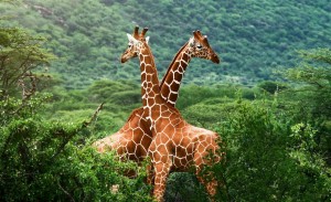 giraffes