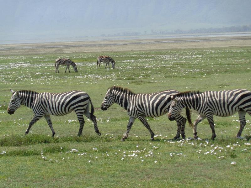 4 Days Travel to Ngorongoro and Lake Manyara