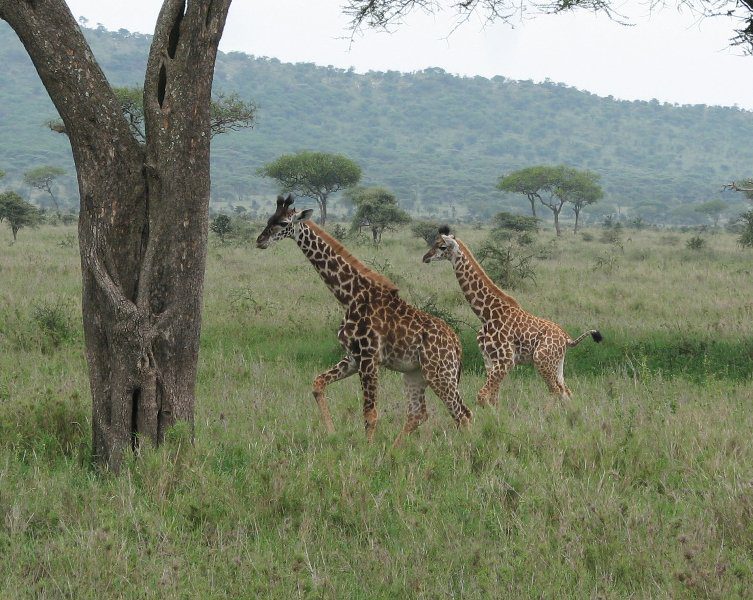 10 Day Tour to Selous, Mikumi, Udzungwa