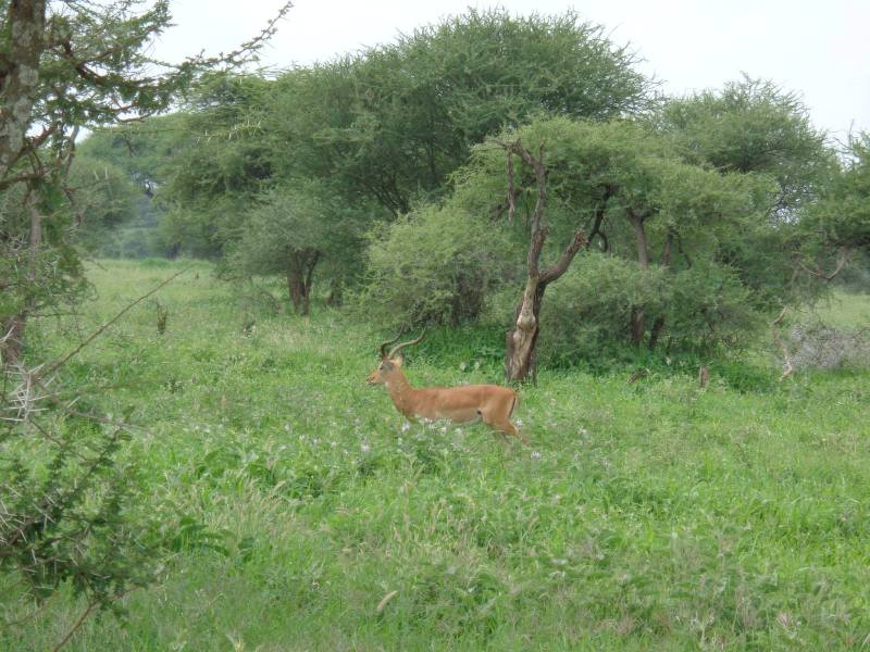 4 Days Tour to Lake Manyara, Tarangire