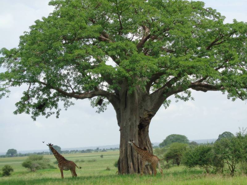 8 Days Tour to Manyara, Ngorongoro