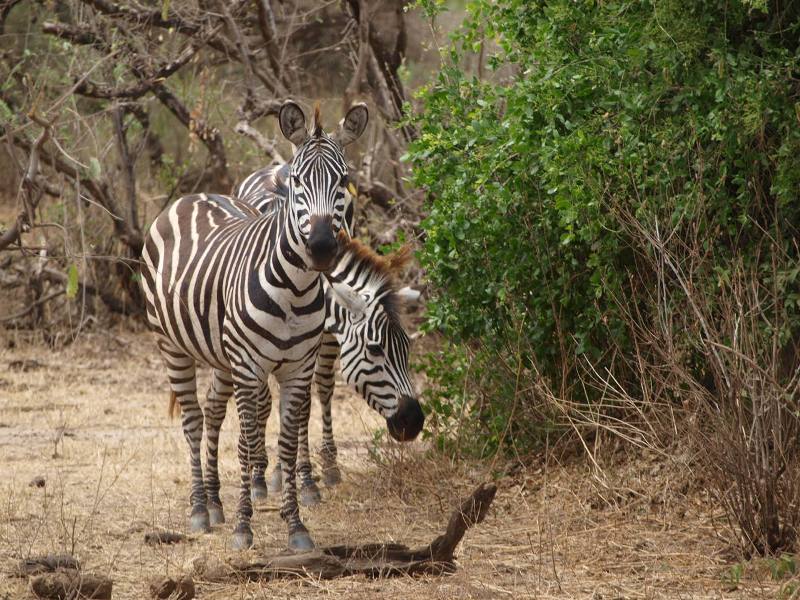 2 Days Tour to Ngorongoro Crater Itinerary