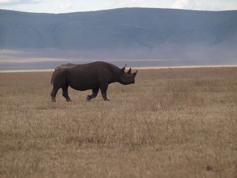 6 Day Tour to Manyara, Serengeti, Ngorongoro