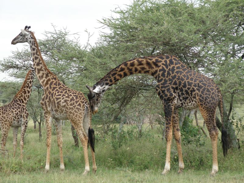 12 Days Tour Nature Discovery Safaris