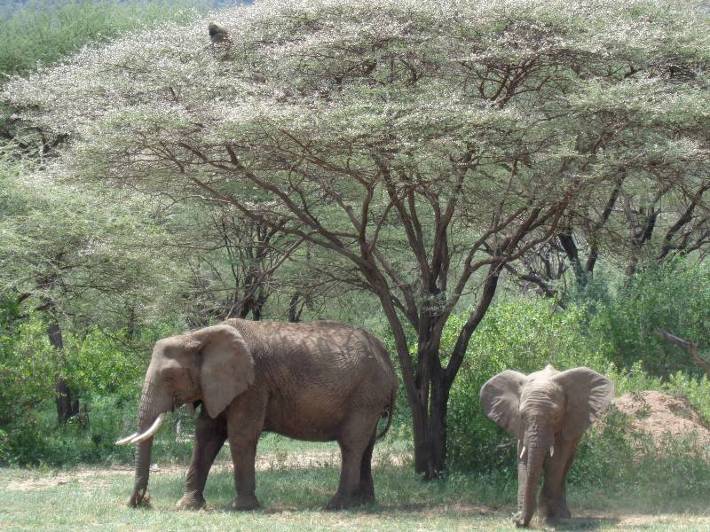 4 Days Chelsea Tour Ngorongoro-Tanzania