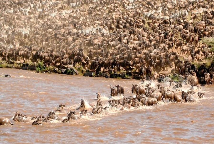 The Great Wildebeest Migration in Serengeti