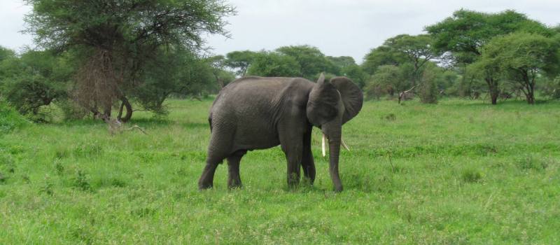 4 Days Tour to Ngorongoro Conservation Area