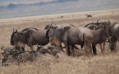 Serengeti Wildbeast Migration Tourism