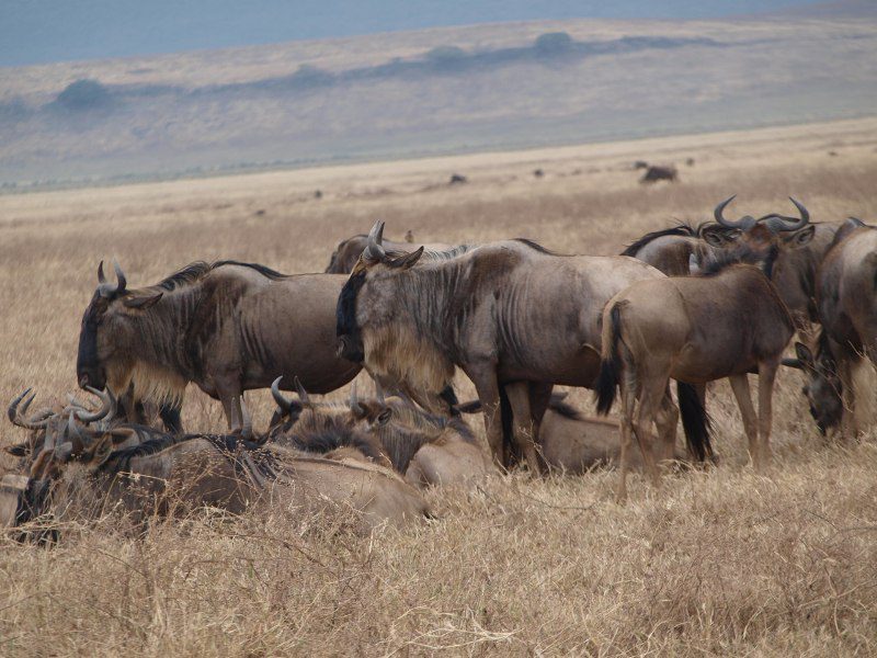 Serengeti Wildbeast Migration Tourism