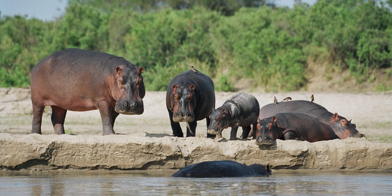 Selous Game Reserve Tour