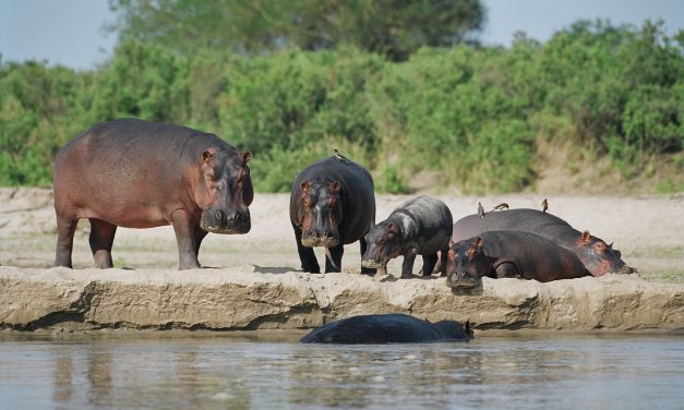 Selous Game Reserve Tour