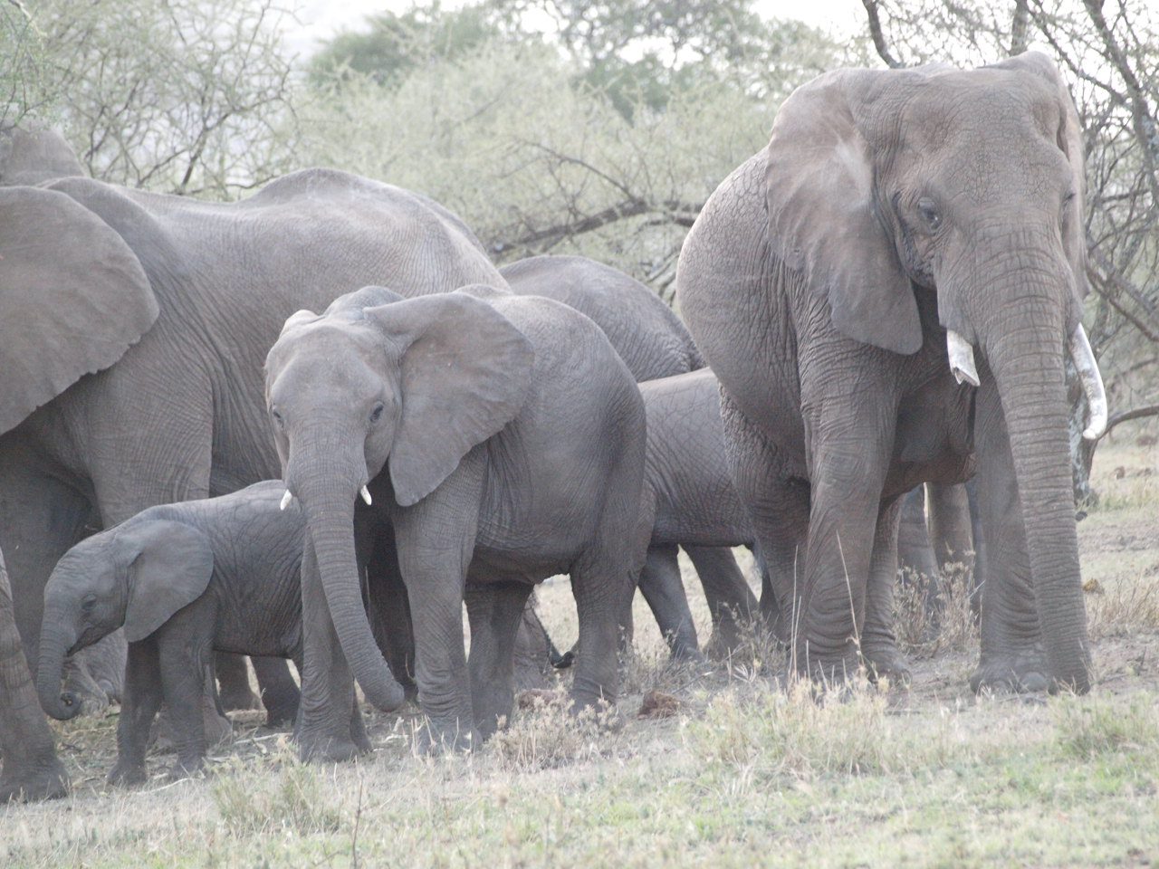 6 Days Tour to Manyara, Serengeti,and Tarangire