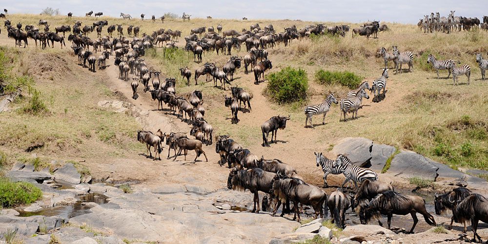 4 Days Masai Mara Wildebeest Migration Safari