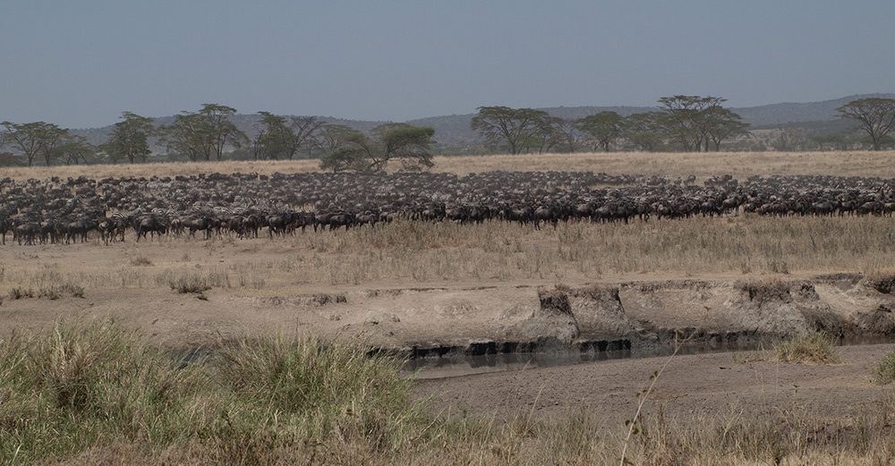 Serengeti Wildebeest Migration Tourism