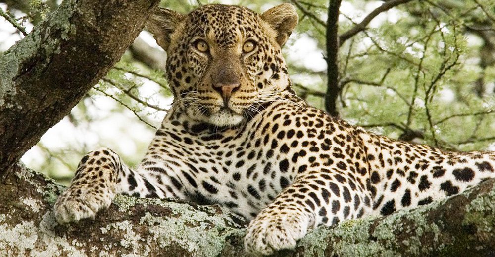 6 Day Safari Budget Camping Ngorongoro and Serengeti