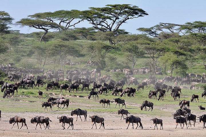 4 Day Masai Mara Wildebeest Migration Safari