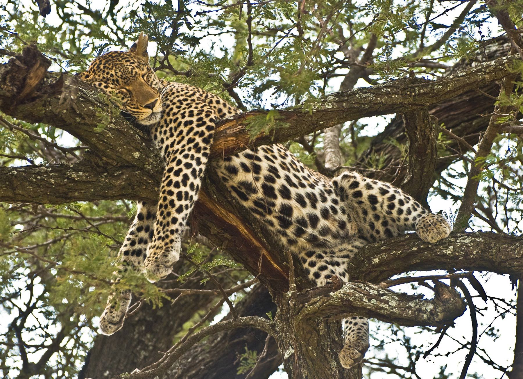 8 Days Tour to Manyara,Serengeti,Tarangire