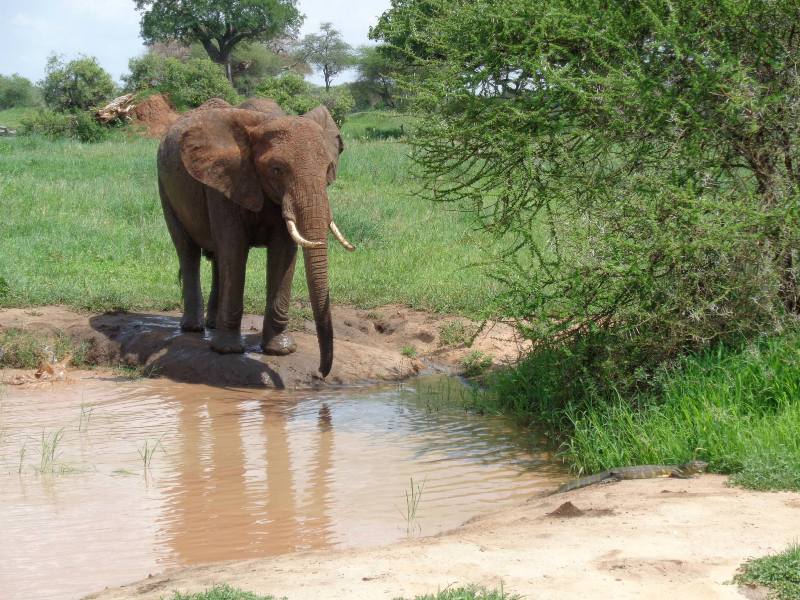 Elephants in Tarangire