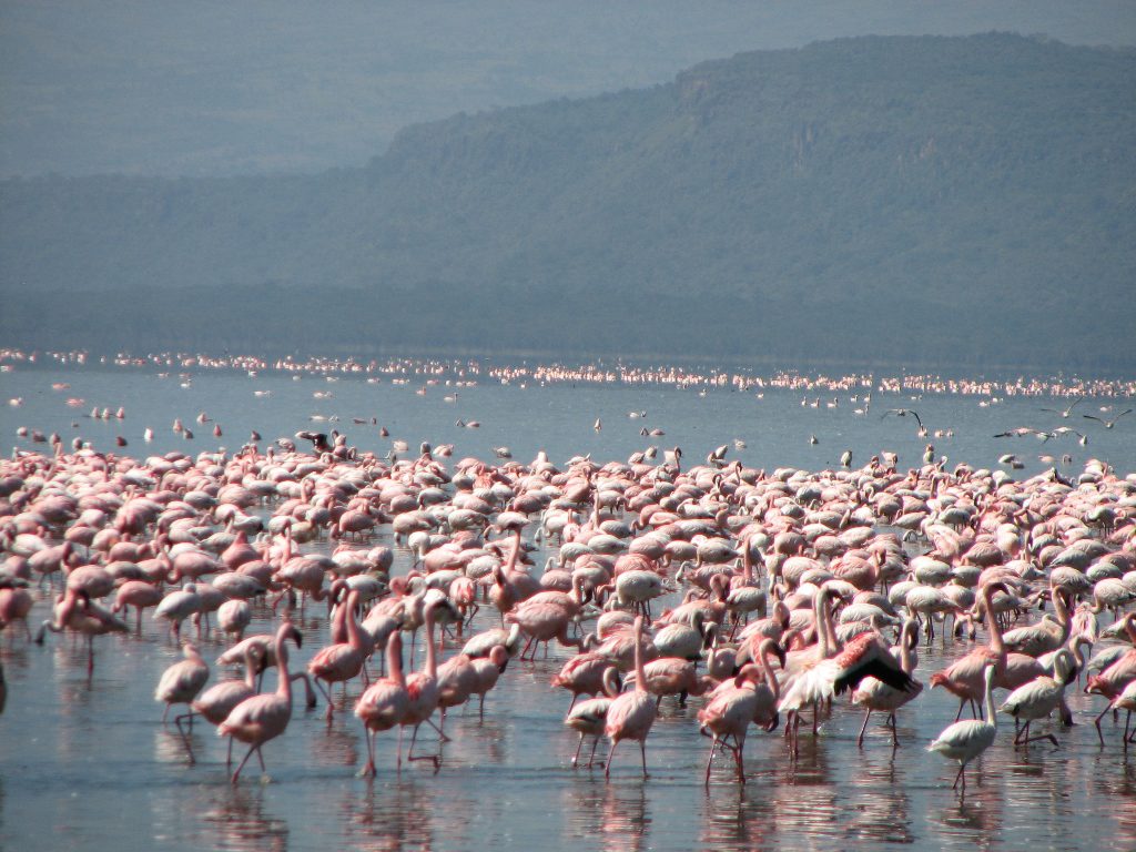 Day tour Lake Manyara National Park