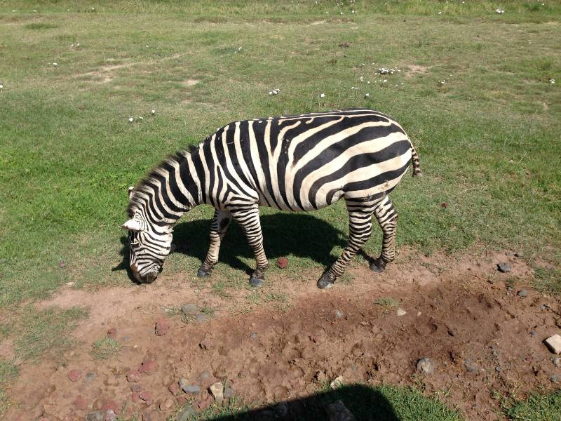 Day Trip Ngorongoro Crater