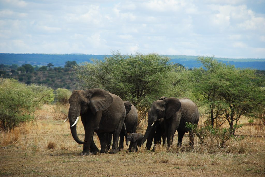 Day Tour to Tarangire National Park