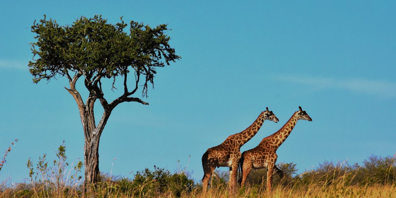 6 Days Tour to Serengeti and Ngorongoro