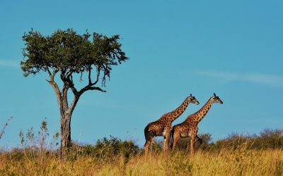 6 Days Tour to Serengeti and Ngorongoro