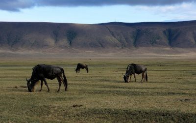 4 Day Tour to Tanzania Ngorongoro Crater