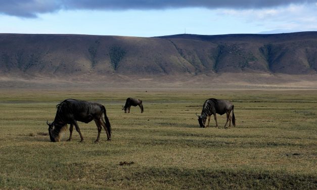 4 Day Tour to Tanzania Ngorongoro Crater